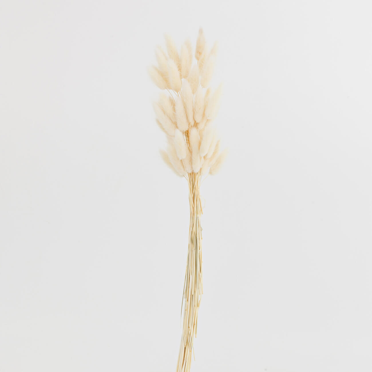 Букет декоративный, 60 см, сухоцветы, бежевый, Колоски, Dried flower floral dried
